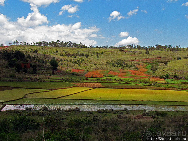 В грязи смешались зебу, люди,...