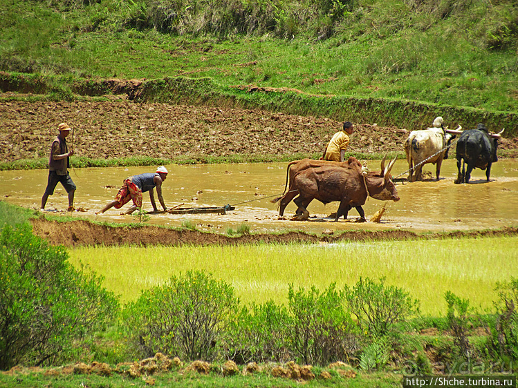 В грязи смешались зебу, люди,...