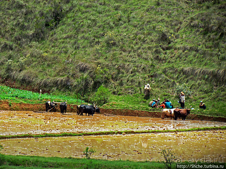 В грязи смешались зебу, люди,...