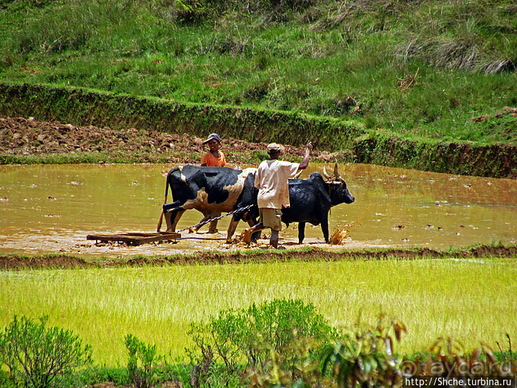 В грязи смешались зебу, люди,...