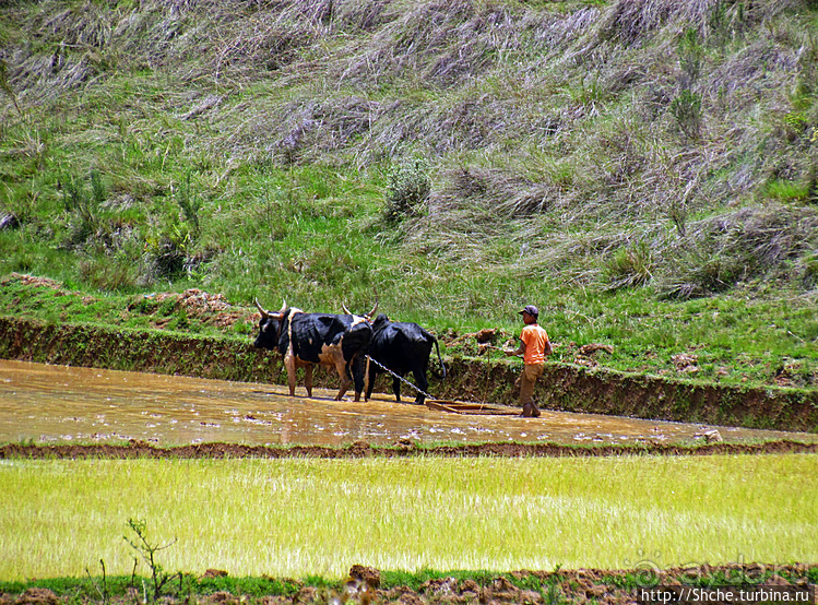 В грязи смешались зебу, люди,...