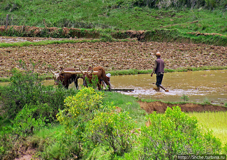 В грязи смешались зебу, люди,...