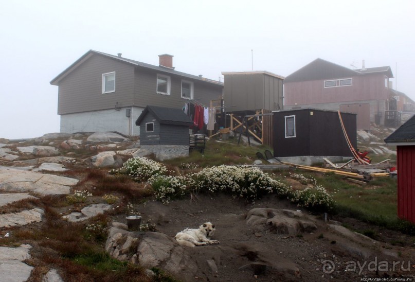 Ледяной порой Аасиаат из тумана выплывает