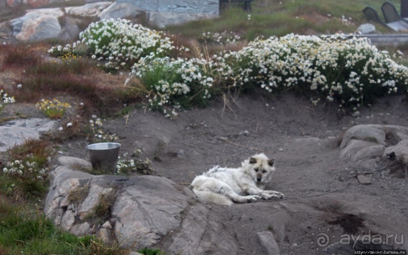 Ледяной порой Аасиаат из тумана выплывает