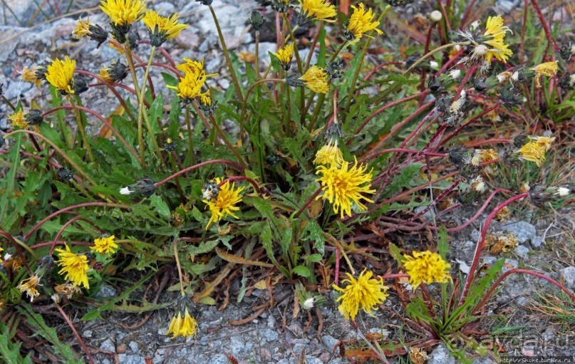 Ледяной порой Аасиаат из тумана выплывает