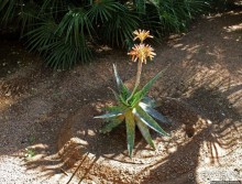 Мажорель — уголок безмятежности