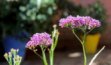 Мажорель — уголок безмятежности