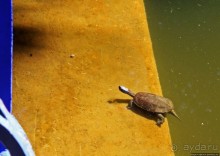 Мажорель — уголок безмятежности