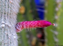 Мажорель — уголок безмятежности