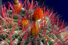 Мажорель — уголок безмятежности