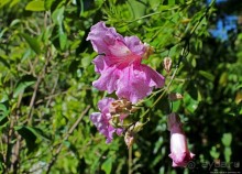 Мажорель — уголок безмятежности