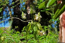 Мажорель — уголок безмятежности