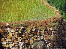 Короткая остановка с чудо-видом на рисовые террасы