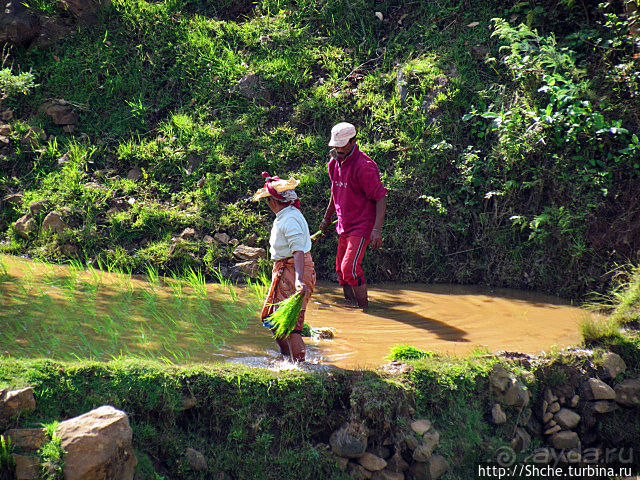 Короткая остановка с чудо-видом на рисовые террасы