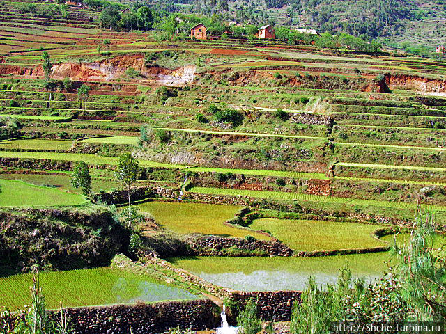 Короткая остановка с чудо-видом на рисовые террасы