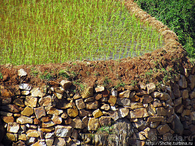 Короткая остановка с чудо-видом на рисовые террасы