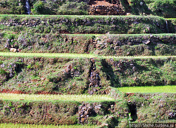 Короткая остановка с чудо-видом на рисовые террасы
