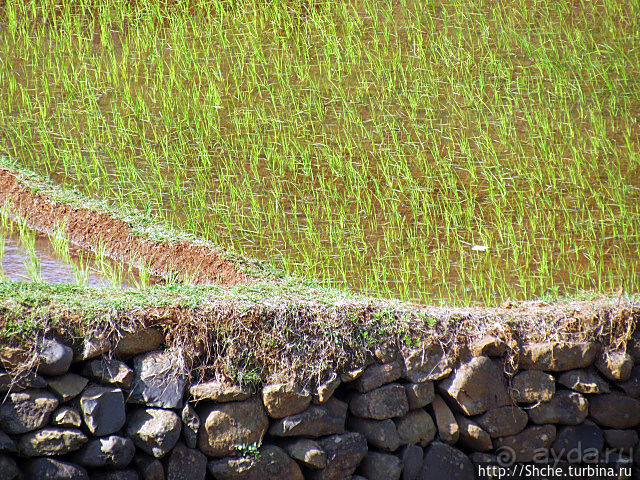 Короткая остановка с чудо-видом на рисовые террасы