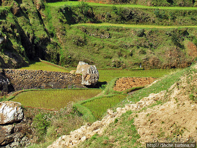 Короткая остановка с чудо-видом на рисовые террасы