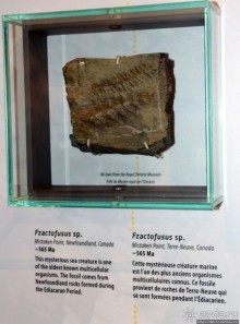 Скалы с окаменелостями в Джоггинсе (объект ЮНЕСКО № 1285)