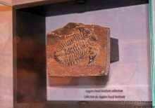 Скалы с окаменелостями в Джоггинсе (объект ЮНЕСКО № 1285)