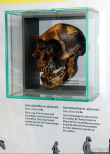 Скалы с окаменелостями в Джоггинсе (объект ЮНЕСКО № 1285)