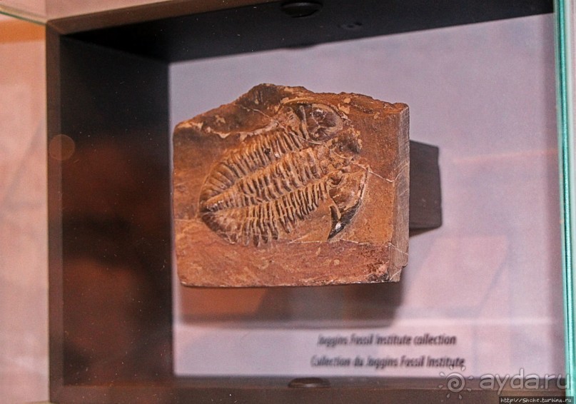 Скалы с окаменелостями в Джоггинсе (объект ЮНЕСКО № 1285)