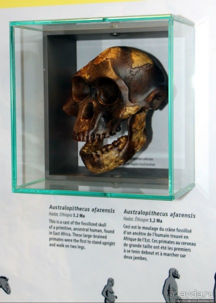 Скалы с окаменелостями в Джоггинсе (объект ЮНЕСКО № 1285)