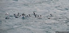 Deception Island — пройти внутри вулкана, все без обмана