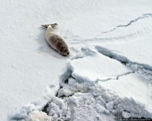 Deception Island — пройти внутри вулкана, все без обмана