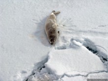 Deception Island — пройти внутри вулкана, все без обмана