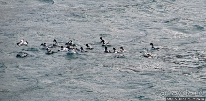 Deception Island — пройти внутри вулкана, все без обмана