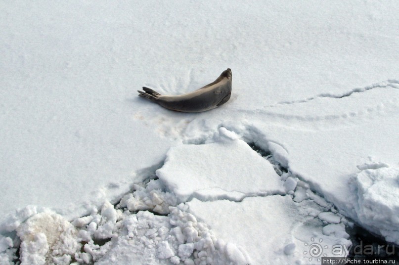 Deception Island — пройти внутри вулкана, все без обмана