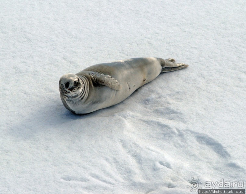 Deception Island — пройти внутри вулкана, все без обмана
