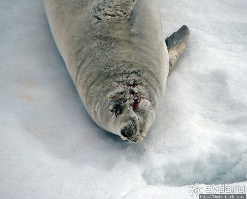 Deception Island — пройти внутри вулкана, все без обмана