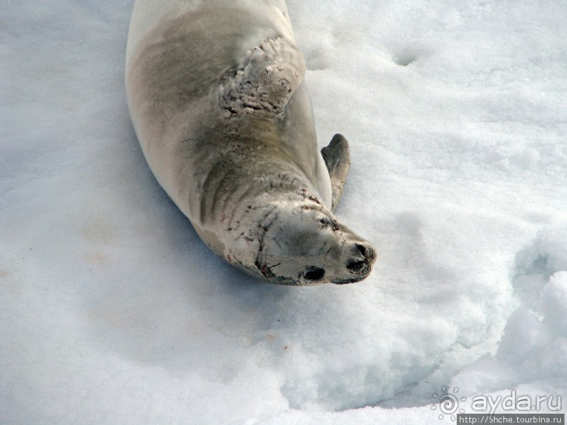Deception Island — пройти внутри вулкана, все без обмана