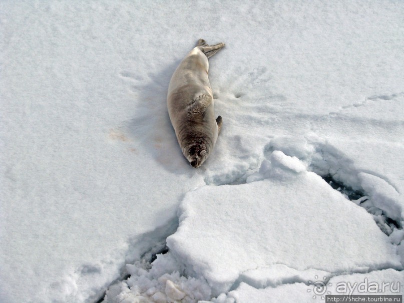 Deception Island — пройти внутри вулкана, все без обмана