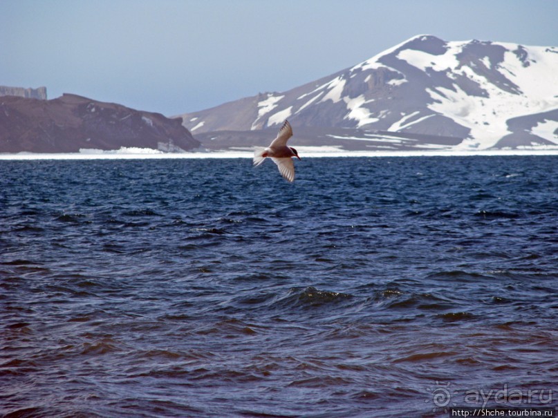 Deception Island — пройти внутри вулкана, все без обмана