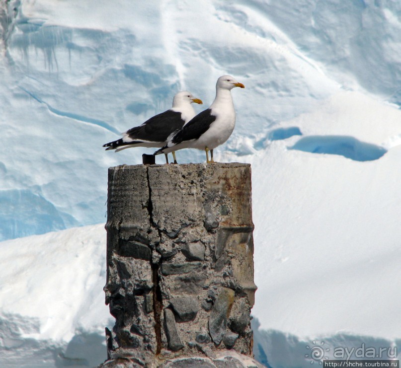 Чилийская антарктическая база Gonz. Videla в заливе Paradise