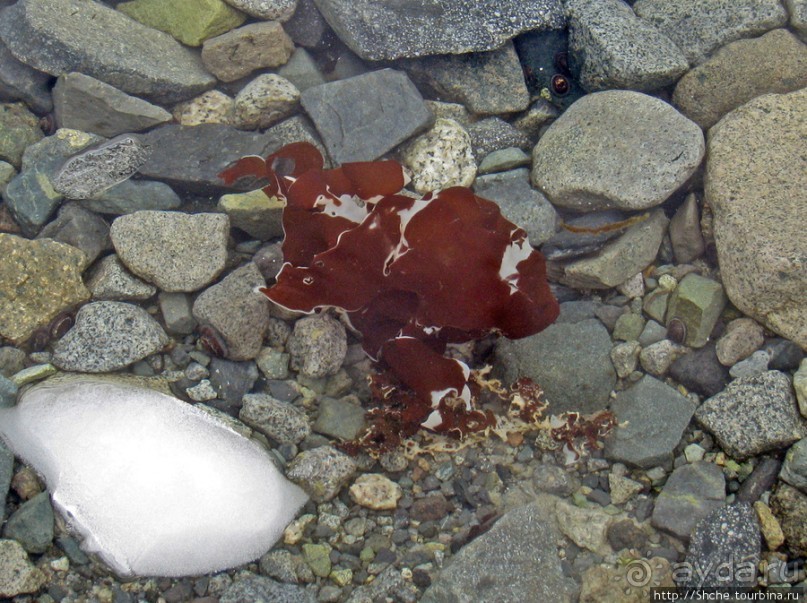 Чилийская антарктическая база Gonz. Videla в заливе Paradise