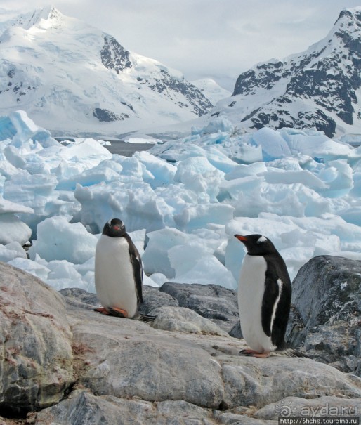 Чилийская антарктическая база Gonz. Videla в заливе Paradise