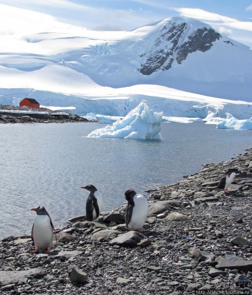 Чилийская антарктическая база Gonz. Videla в заливе Paradise