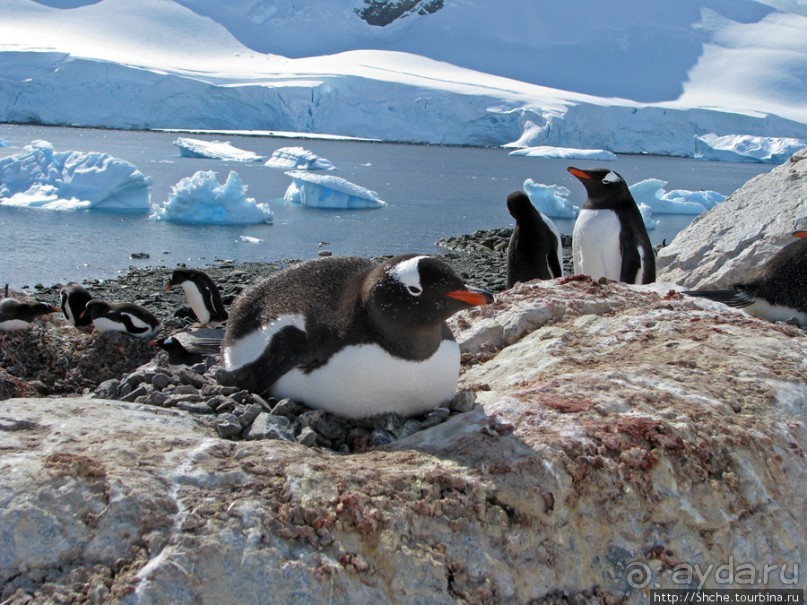 Чилийская антарктическая база Gonz. Videla в заливе Paradise
