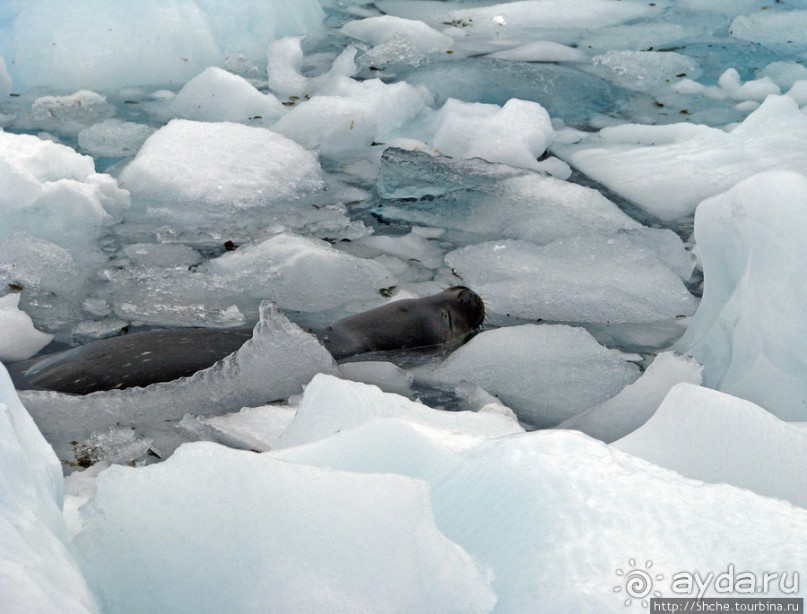 Чилийская антарктическая база Gonz. Videla в заливе Paradise