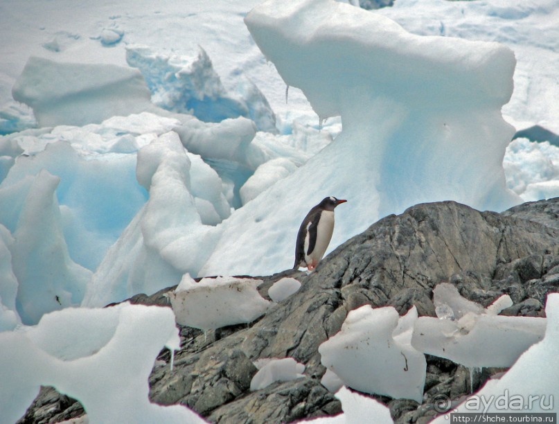 Чилийская антарктическая база Gonz. Videla в заливе Paradise
