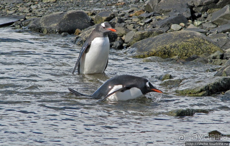 Чилийская антарктическая база Gonz. Videla в заливе Paradise