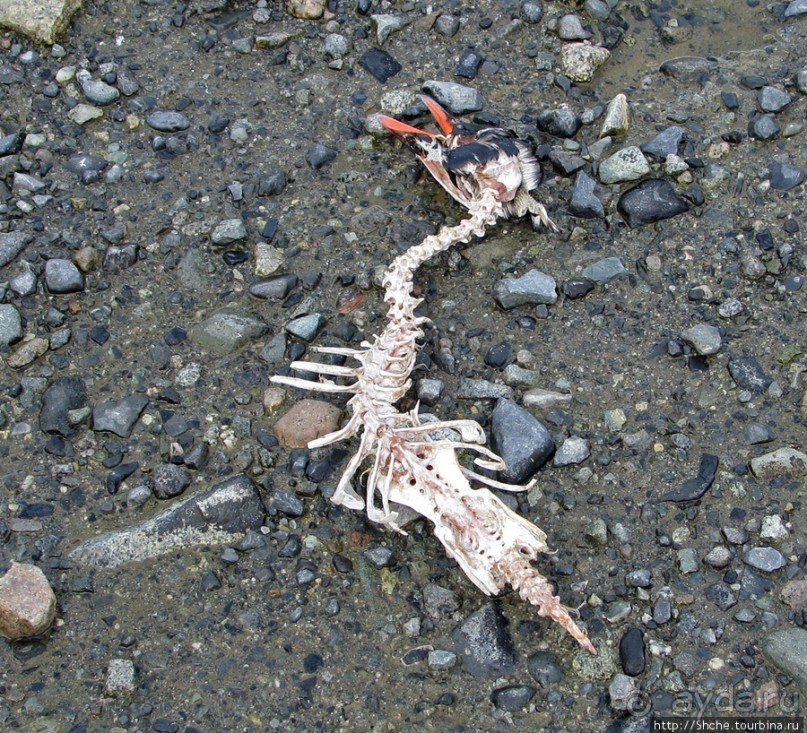 Чилийская антарктическая база Gonz. Videla в заливе Paradise