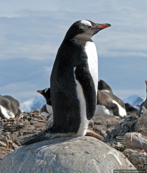Чилийская антарктическая база Gonz. Videla в заливе Paradise