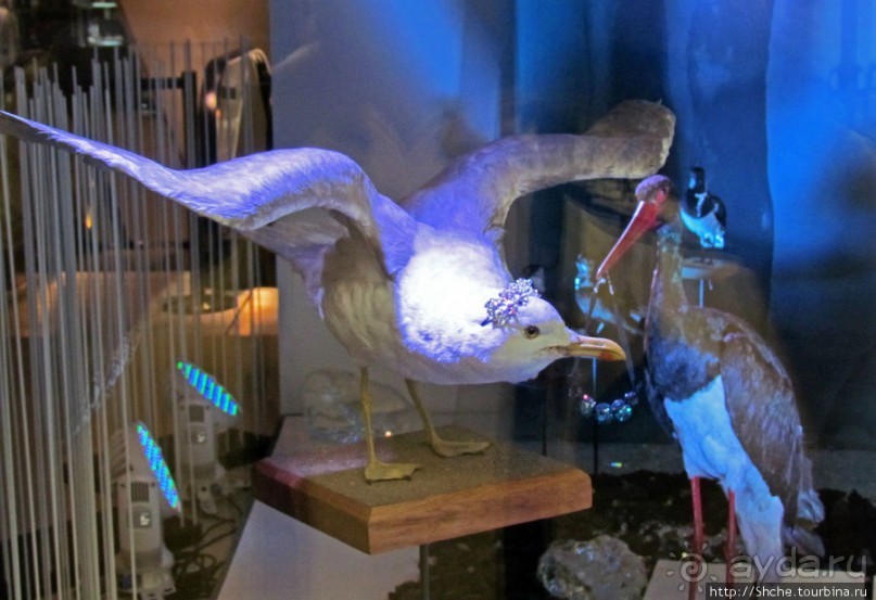 Витрины венских магазинов