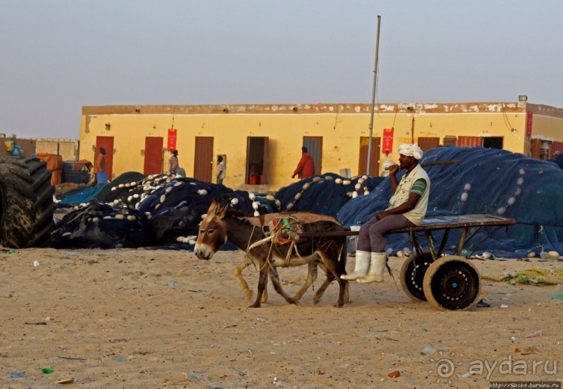 Альбом отзыва "Пестрая флотилия Мавритании на фоне пастельных закатов"